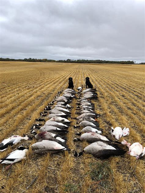 Saskatchewan Goose Hunting