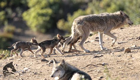 It’s Breeding Season! | California Wolf Center