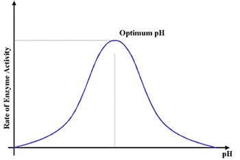 Why does pH have an effect on enzymes? - Biology Stack Exchange