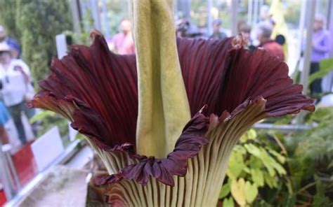 LIVE STREAM: Corpse flower begins to bloom at Denver Botanic Gardens ...