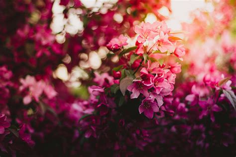 Pink Green and Purple Flowers during Daytime · Free Stock Photo