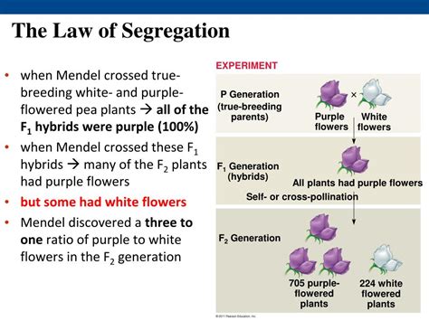 Mendel's Law Of Segregation- Definition, Examples,, 59% OFF