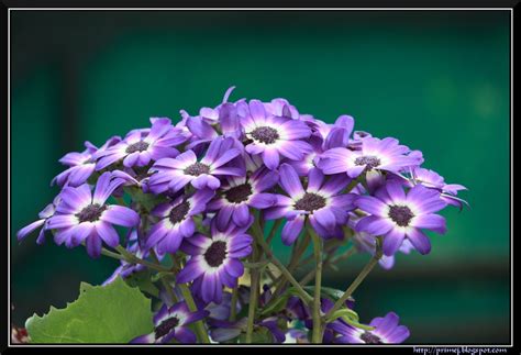 Prime Photos: Lalbagh Flower Show - January 2011