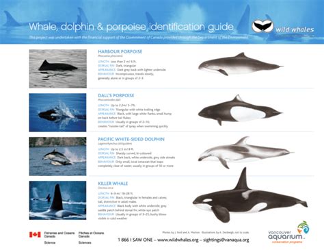 Whale, dolphin & porpoise identification guide