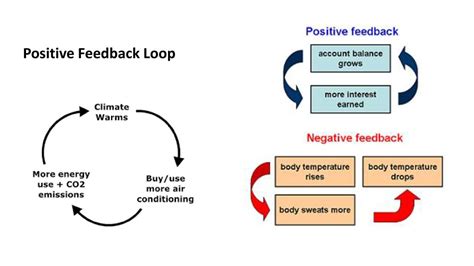 Negative Feedback Loop Examples Environment