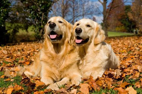 Field Golden Retriever: A Friendly Dog With a Great Work Ethic