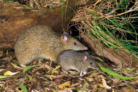 Bandicoot - Facts, Habitat, Pictures, Diet, Breeding, Lifestyle ...