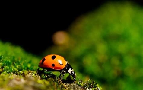 Ten famous insects in the Amazon that many people know | WorldWeet