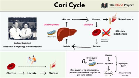 Cori Cycle • The Blood Project