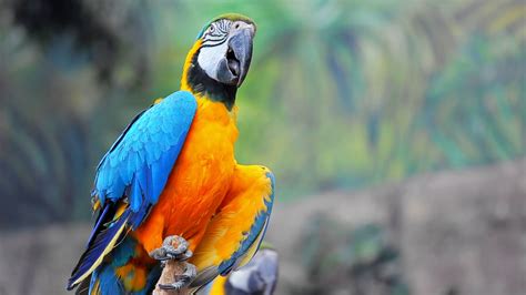 Large Multi-colored Macaw Parrot Stock Footage SBV-329532170 - Storyblocks