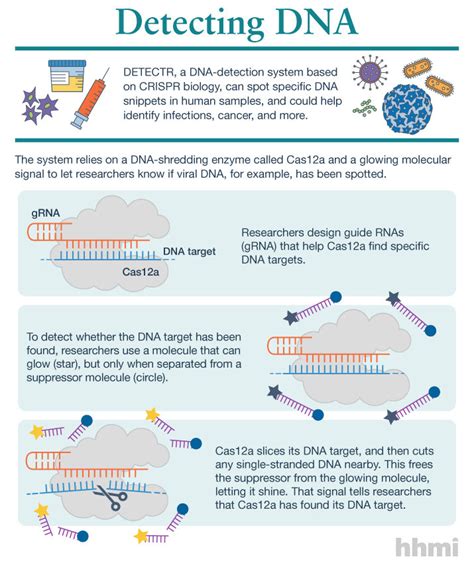 CRISPR-based technology can detect viral DNA