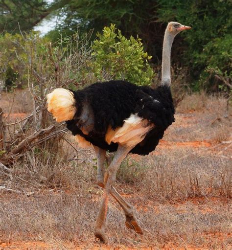 Somali Ostrich, Samburu,Kenya | Kenya, Bald eagle, Africa