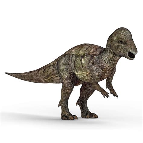 Pachycephalosaurus Dinosaur - 3D Model by cgsea