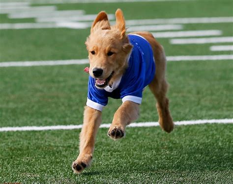 Goldie, U of Tulsa Golden Hurricane's new mascot | Mascot, Tulsa ...