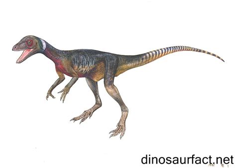 Camposaurus dinosaur