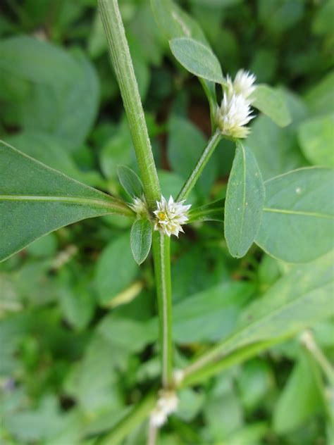 Herbs from Distant Lands: Alternanthera sessilis - Sessile Joyweed ...