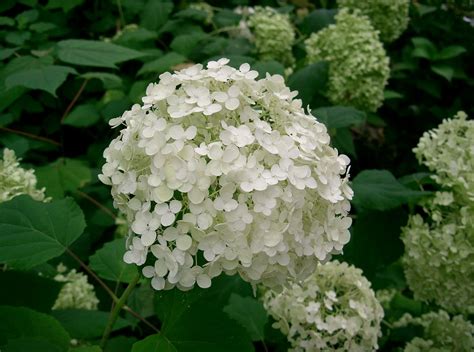 File:Hydrangea arborescens 'annabelle'1.jpg - Wikimedia Commons