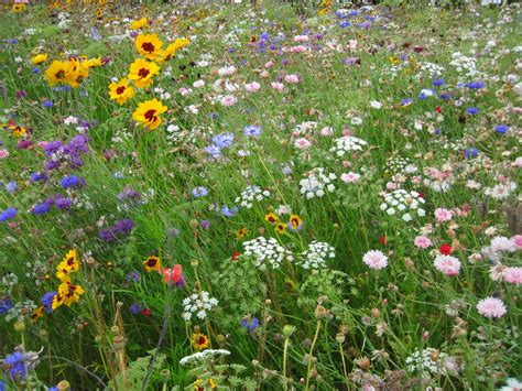 Free stock photo of colourful, flowers, grass