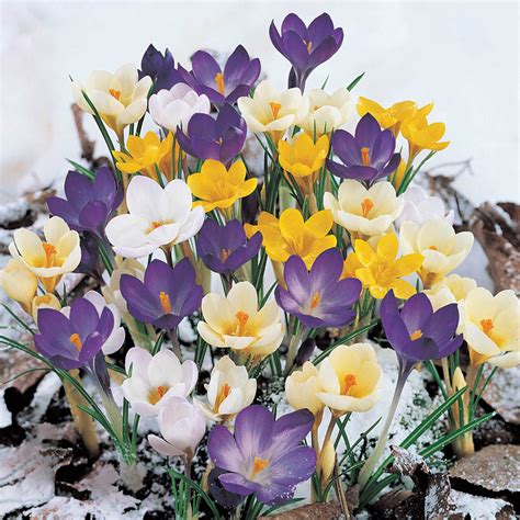 Snow Crocus Mixture - White, Purple, Yellow and Striped Crocuses | Breck's