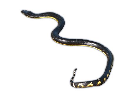 Yellow-Bellied Sea Snake - Ocean Animals