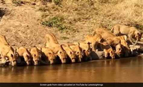 Viral Video: 20 Lions Squeeze Onto River Bank To Drink