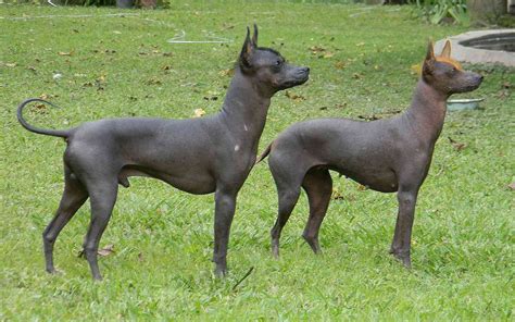 10 Best Hairless Dog Breeds