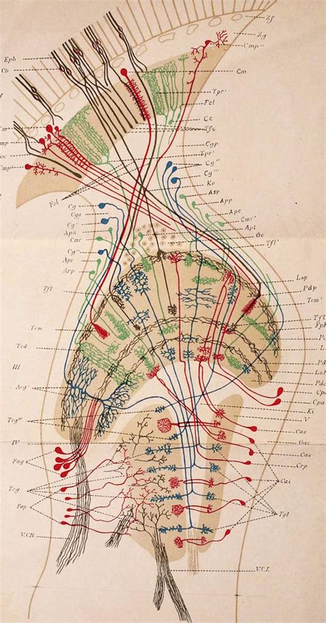 Early Illustrations of the Nervous System by Camillo Golgi and Santiago Ramón y Cajal – The ...