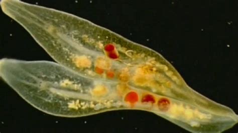 Protista Examples