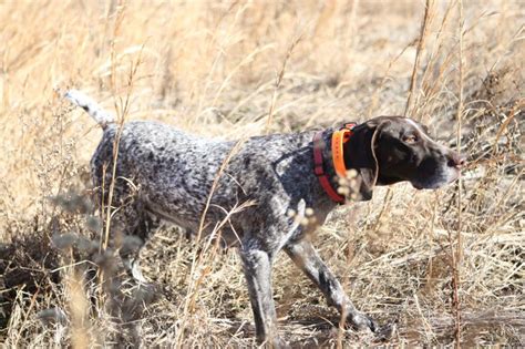 Here Are 5 Of The Best Hunting Dog Breeds | OutdoorHub