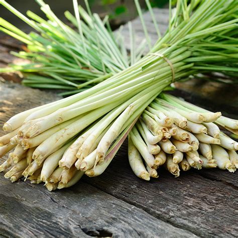 Cymbopogon citratus potted plants from Santa Rosa Gardens