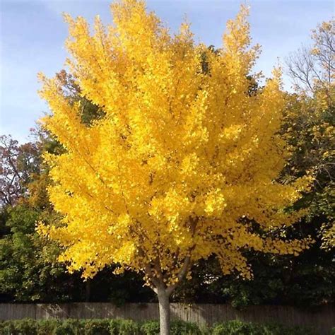 Ginkgo Biloba - "Presidential Gold" Ginkgo Tree - Tidewater Trees