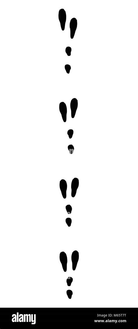 Clipart Of Cottontail Tracks