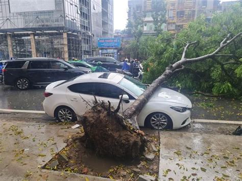 Hanoi to remove trees in poor conditions