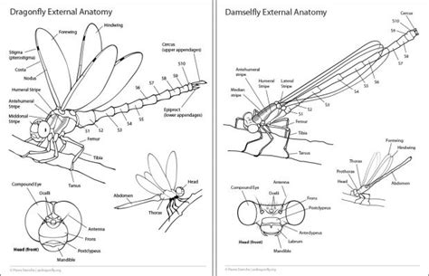 Dragonfly and damselfly external anatomy handout. | Dragonfly, Entomology art, Insect anatomy