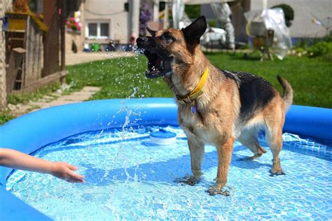 8 Best Dog Pools: A Great Way to Let Spot Go for a Swim