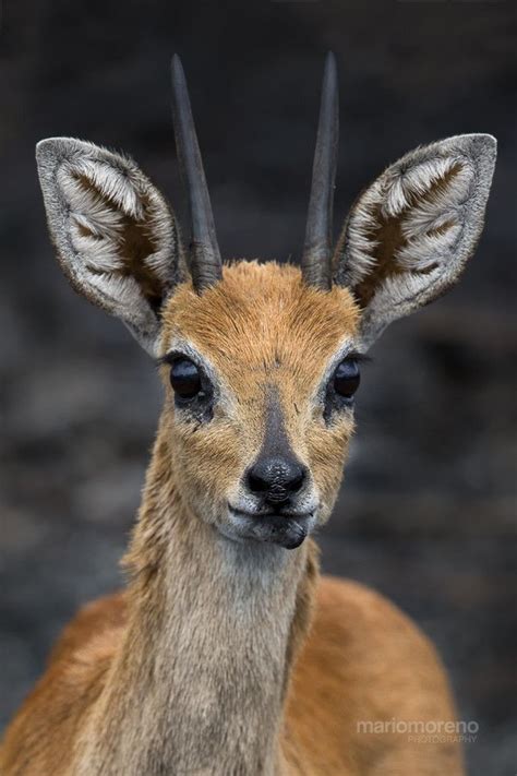 Steenbok Portrait | South african animals, African animals, Animals