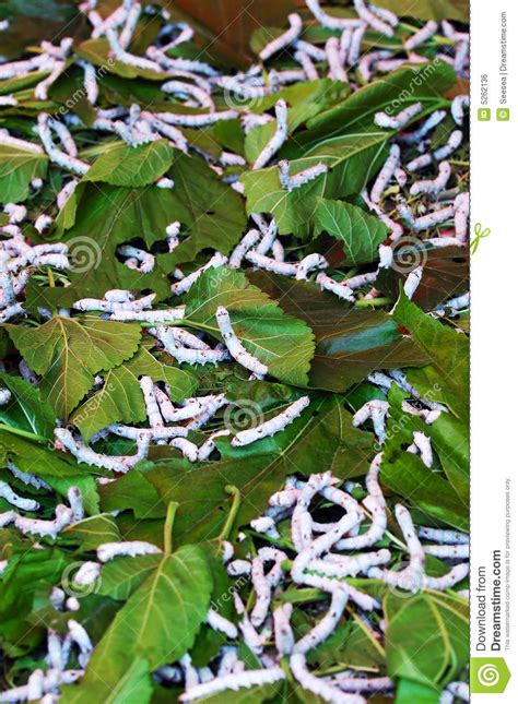 Silkworm on Mulberry Leaves Stock Photo - Image of leaves, leaf: 5262136