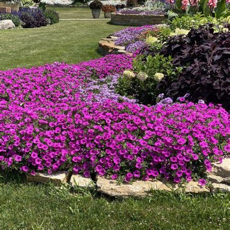 Heidi and Rod’s Top 10 New Plants for 2022 | Plants, Petunias, Landscaping plants