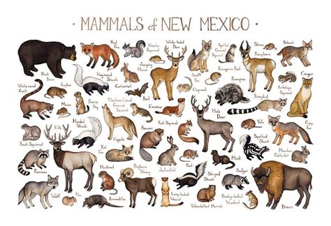 New Mexico Mammals Field Guide Art Print | Mammals, Guided art, Canadian wildlife