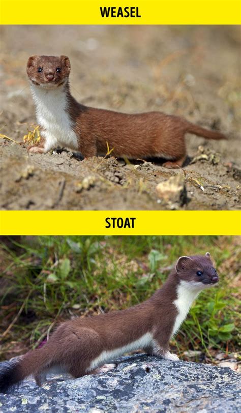 16 Pairs of Animals You Almost Always Mistake for One Another / Bright Side