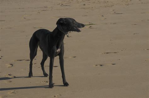 Holkham Beach | North Norfolk beach which the dogs love to p… | Flickr