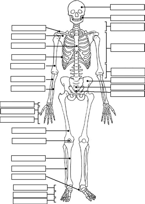 [DIAGRAM] Horse Of A Skeletal System Diagram To Label - MYDIAGRAM.ONLINE