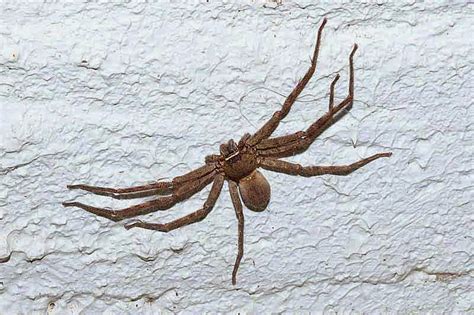 Ryukyu Life: Don't Let the Huntsman Spider (Heteropoda venatoria) Scare You