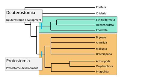 Animal Phylogeny | Digital Atlas of Ancient Life