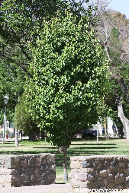 Flowering Pear Trees - Flowering Trees for the Desert Southwest Garden ...