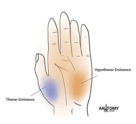 Thenar Eminence - Anatomy, Pain, Atrophy & Pictures