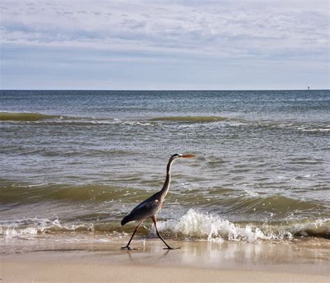 Alabama Gulf Coast Avian Wildlife Stock Photo - Image of beach, shores: 142588450