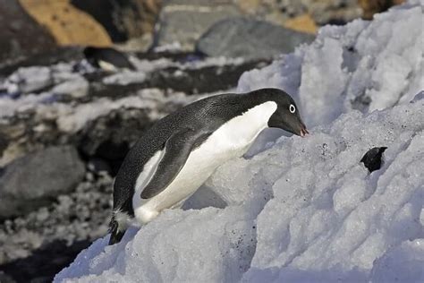 Adelie Penguin eating snow (Photos Framed, Prints, Puzzles, Posters ...