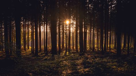 Sunlight Passing Through Dark Trees In Forest During Sunset Time 4K HD Nature Wallpapers | HD ...