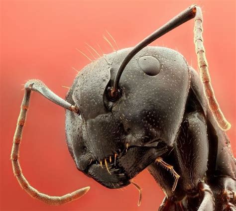 Large ant | Under the Microscope | Pinterest